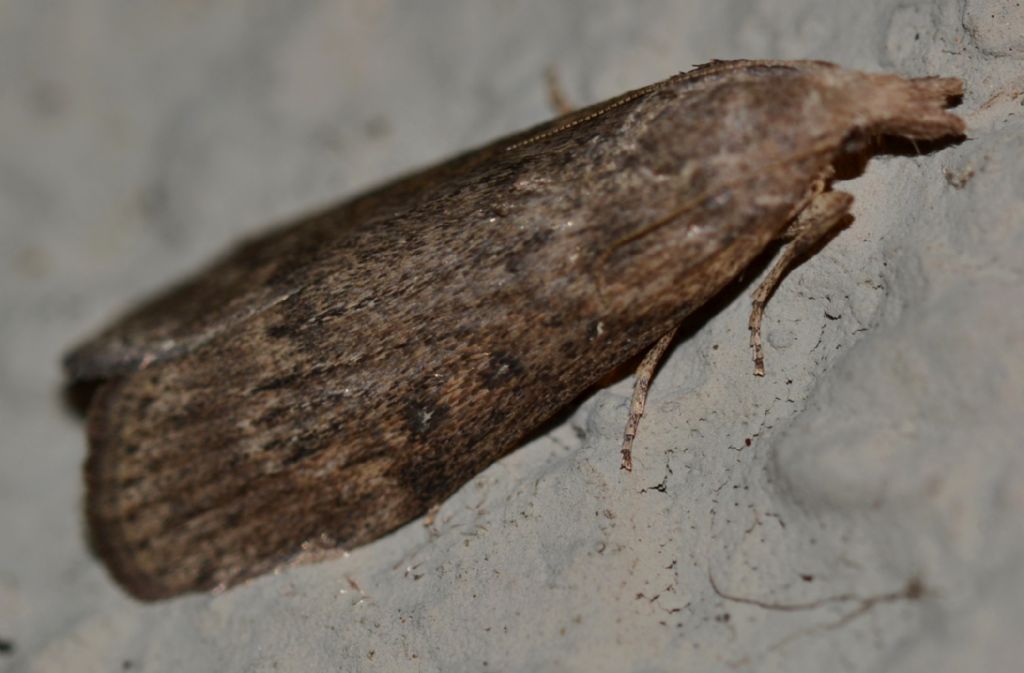 Lepidottero da identificare (128)